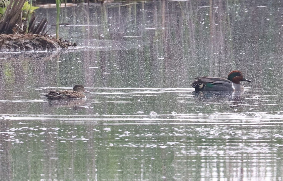 Green-winged Teal - ML619464948