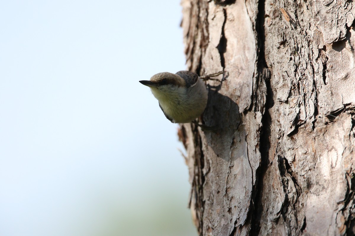 Brown-headed Nuthatch - ML619464950