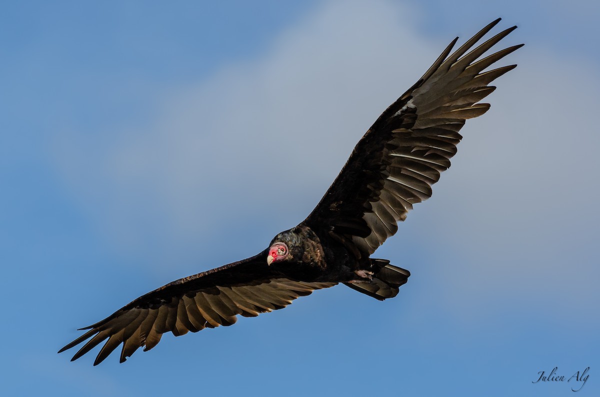 Turkey Vulture - ML619464951