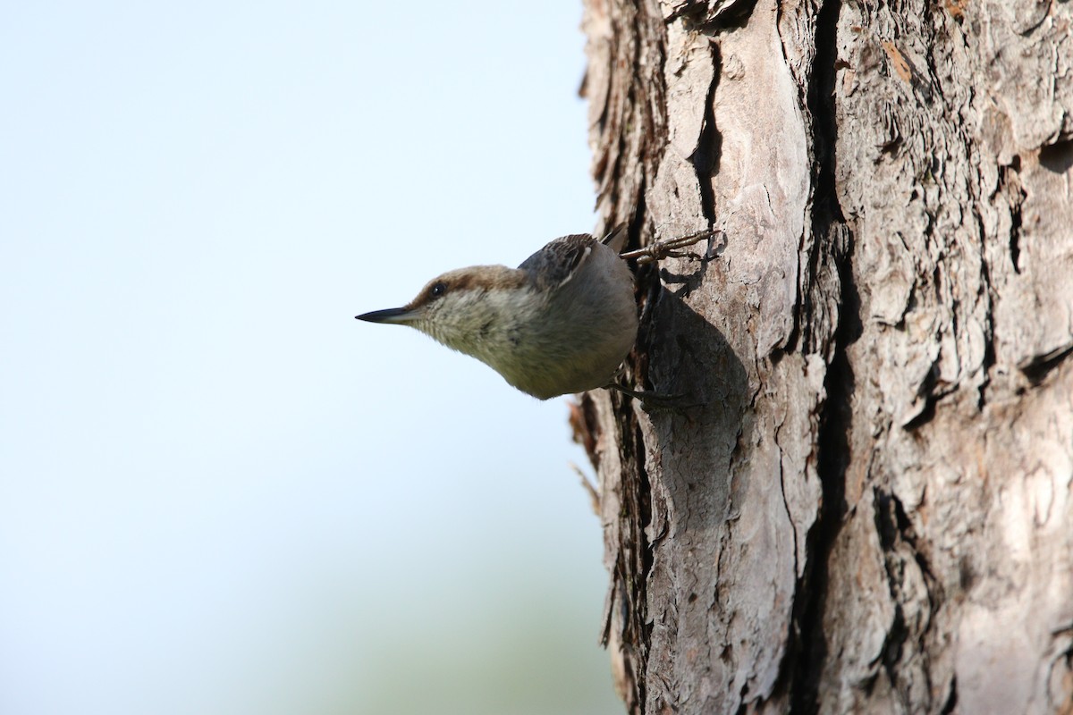 Brown-headed Nuthatch - ML619464964