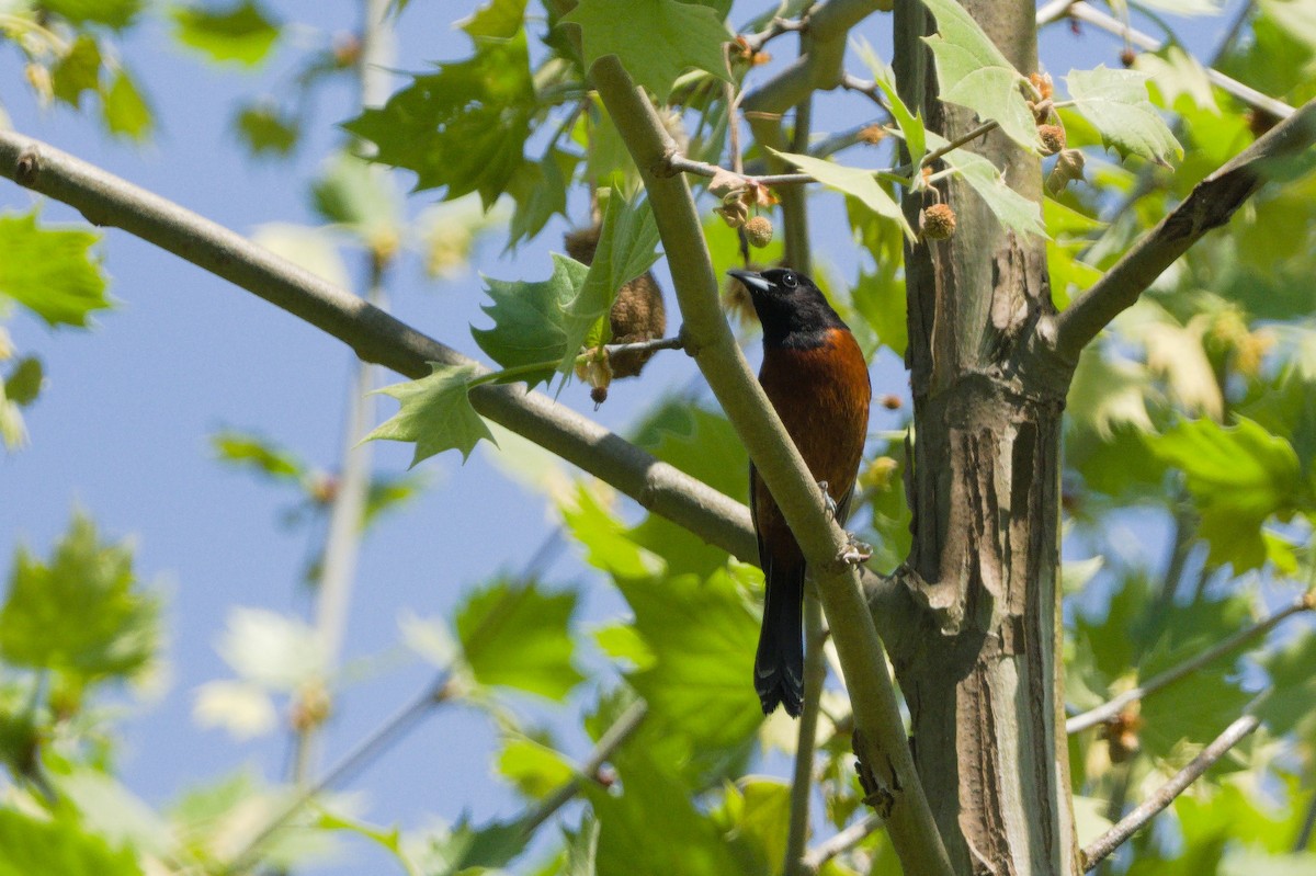 Orchard Oriole - ML619464987