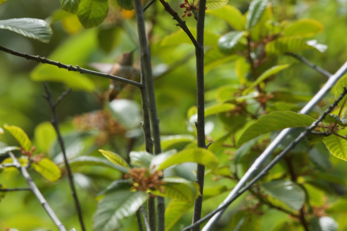 Allen's Hummingbird - ML619465010
