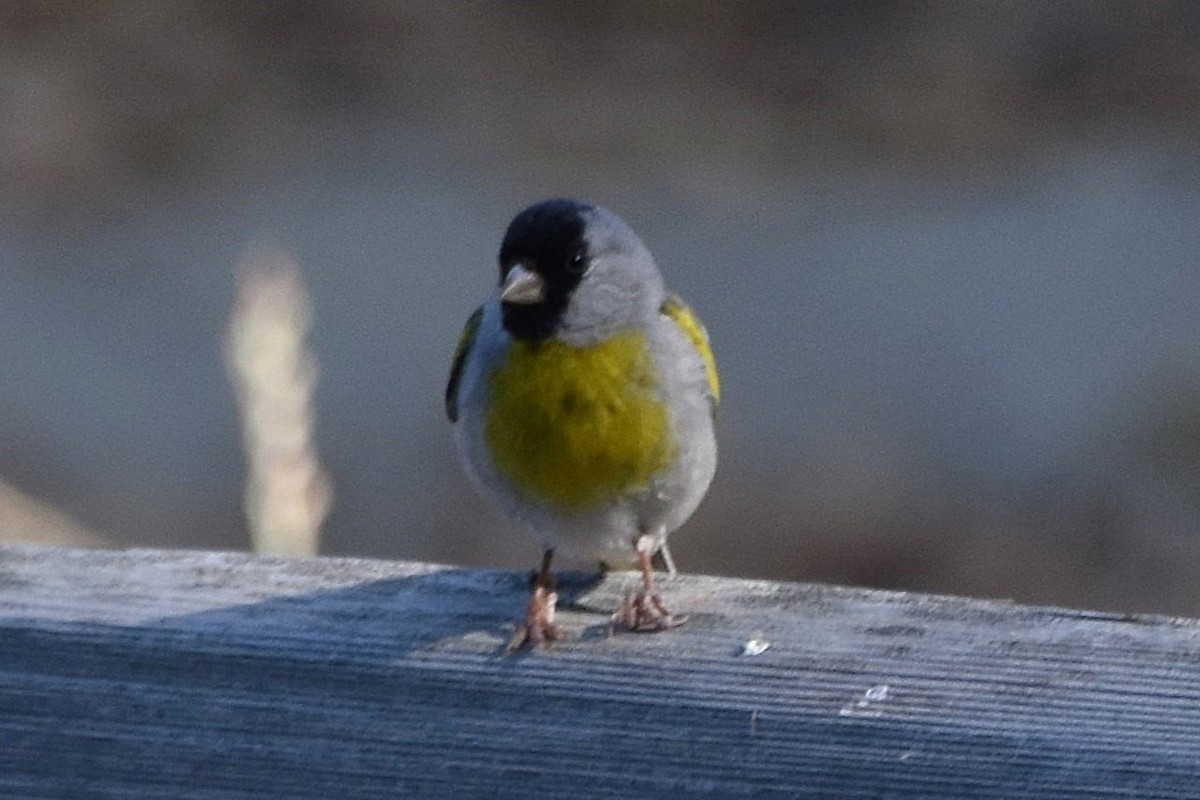 Lawrence's Goldfinch - ML619465016