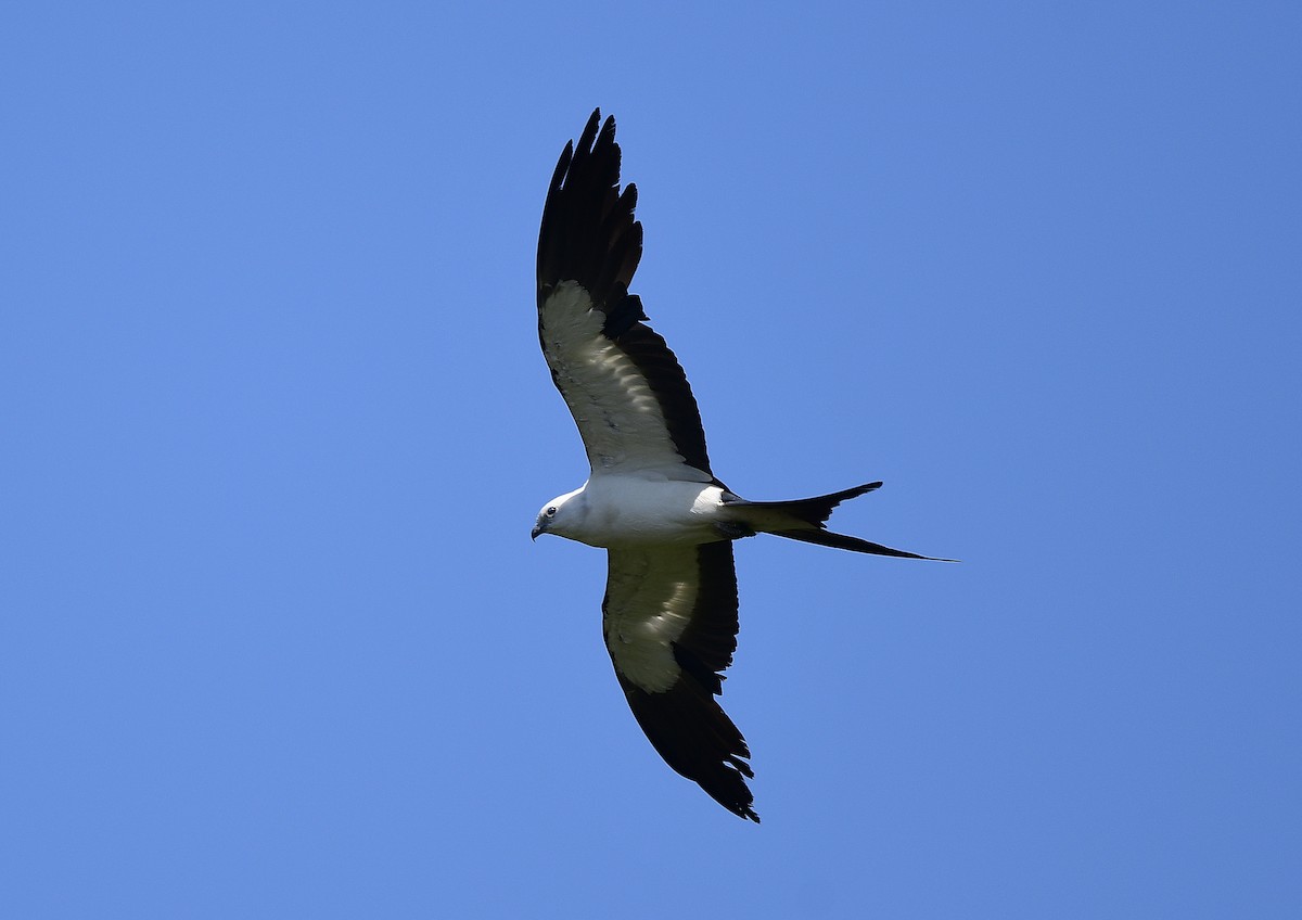 Swallow-tailed Kite - ML619465029