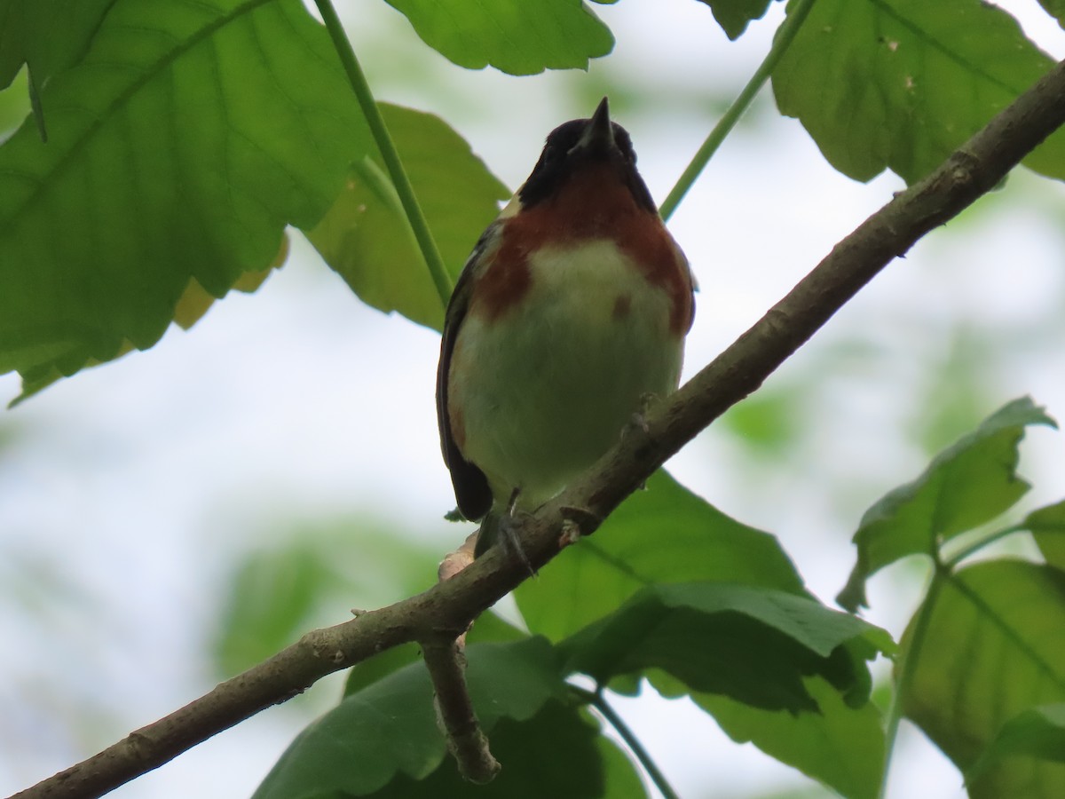 Bay-breasted Warbler - ML619465036