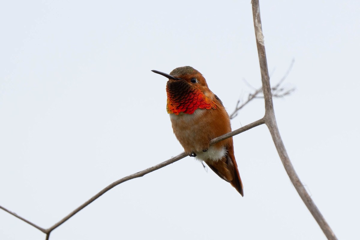 Allen's Hummingbird - ML619465116