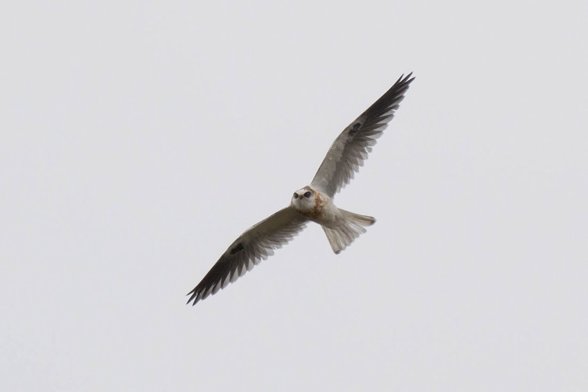 White-tailed Kite - ML619465121