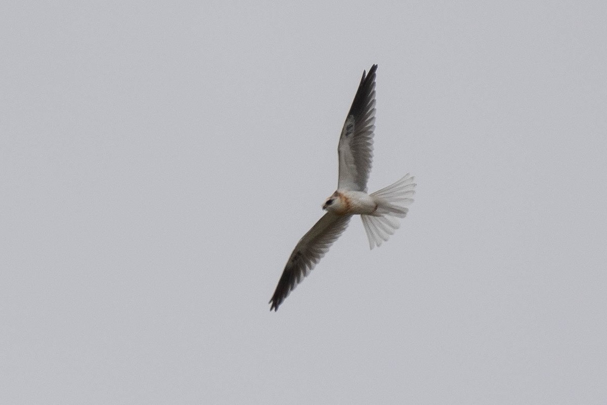 White-tailed Kite - ML619465122
