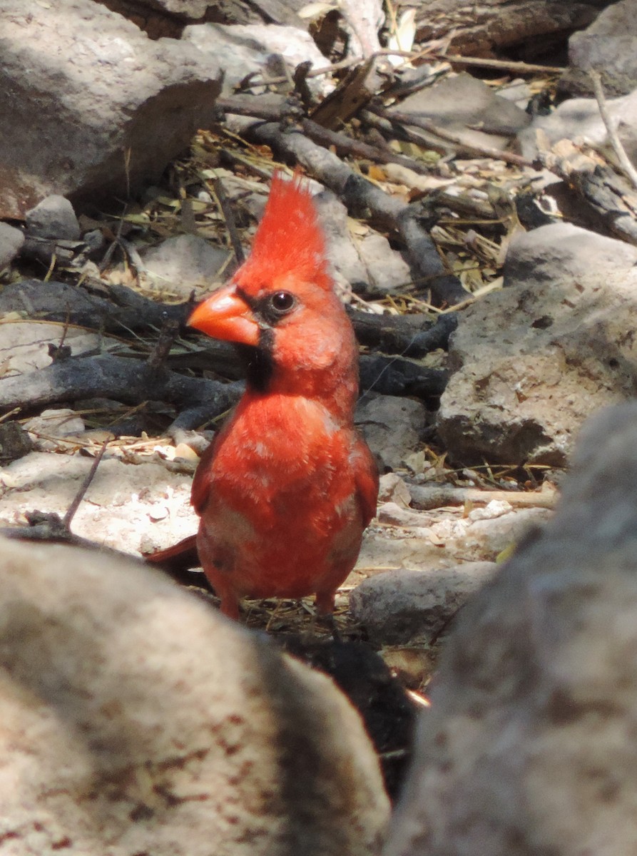 Cardinal rouge - ML619465269