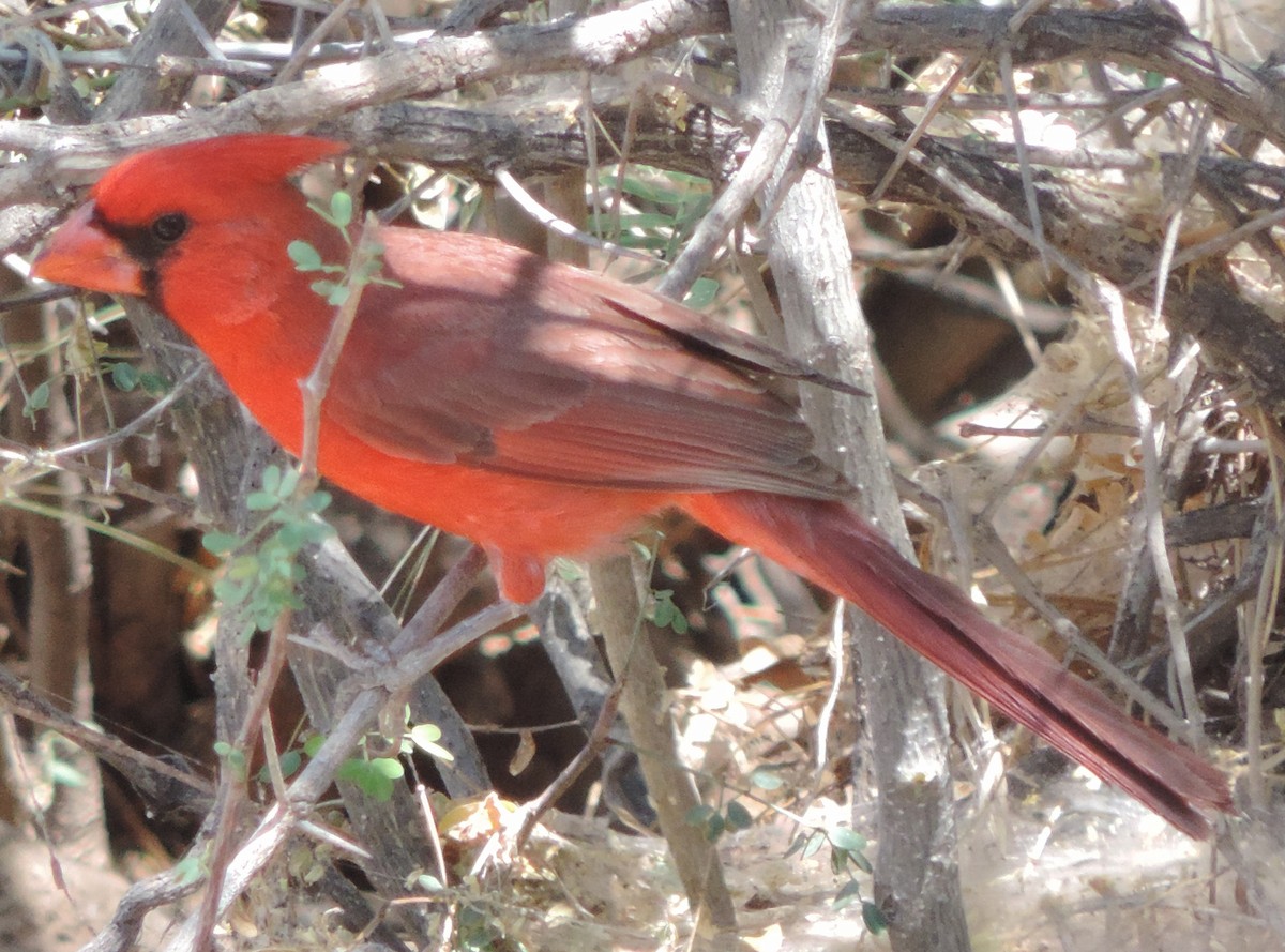 Cardinal rouge - ML619465270