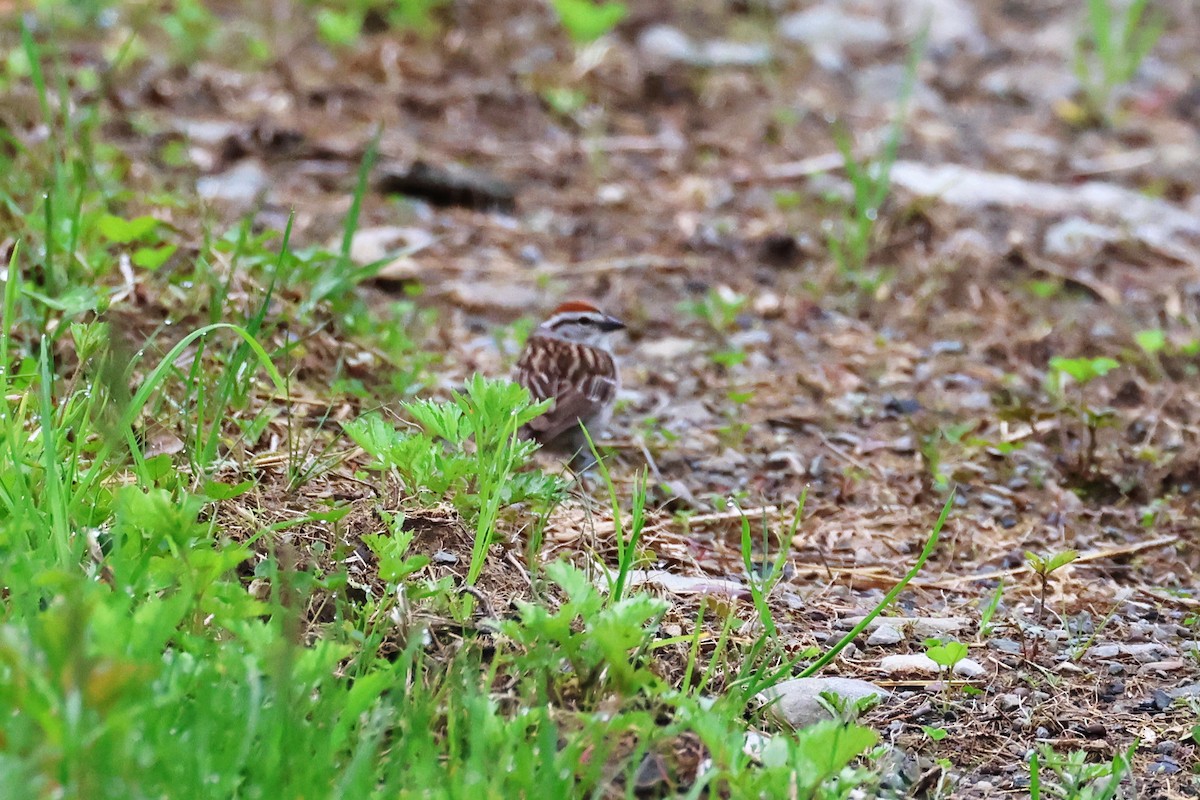 Chipping Sparrow - ML619465408