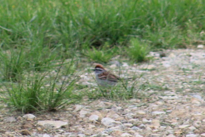 Chipping Sparrow - ML619465467