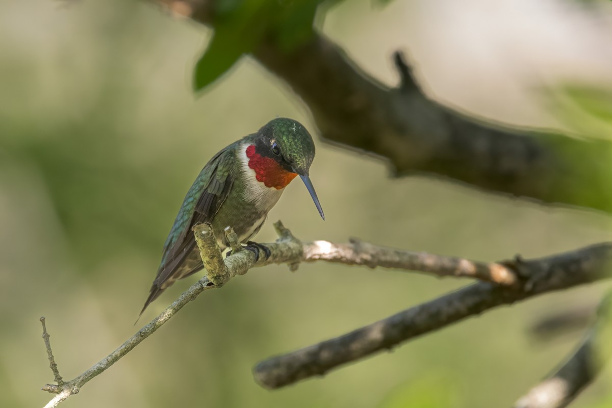 Ruby-throated Hummingbird - ML619465470