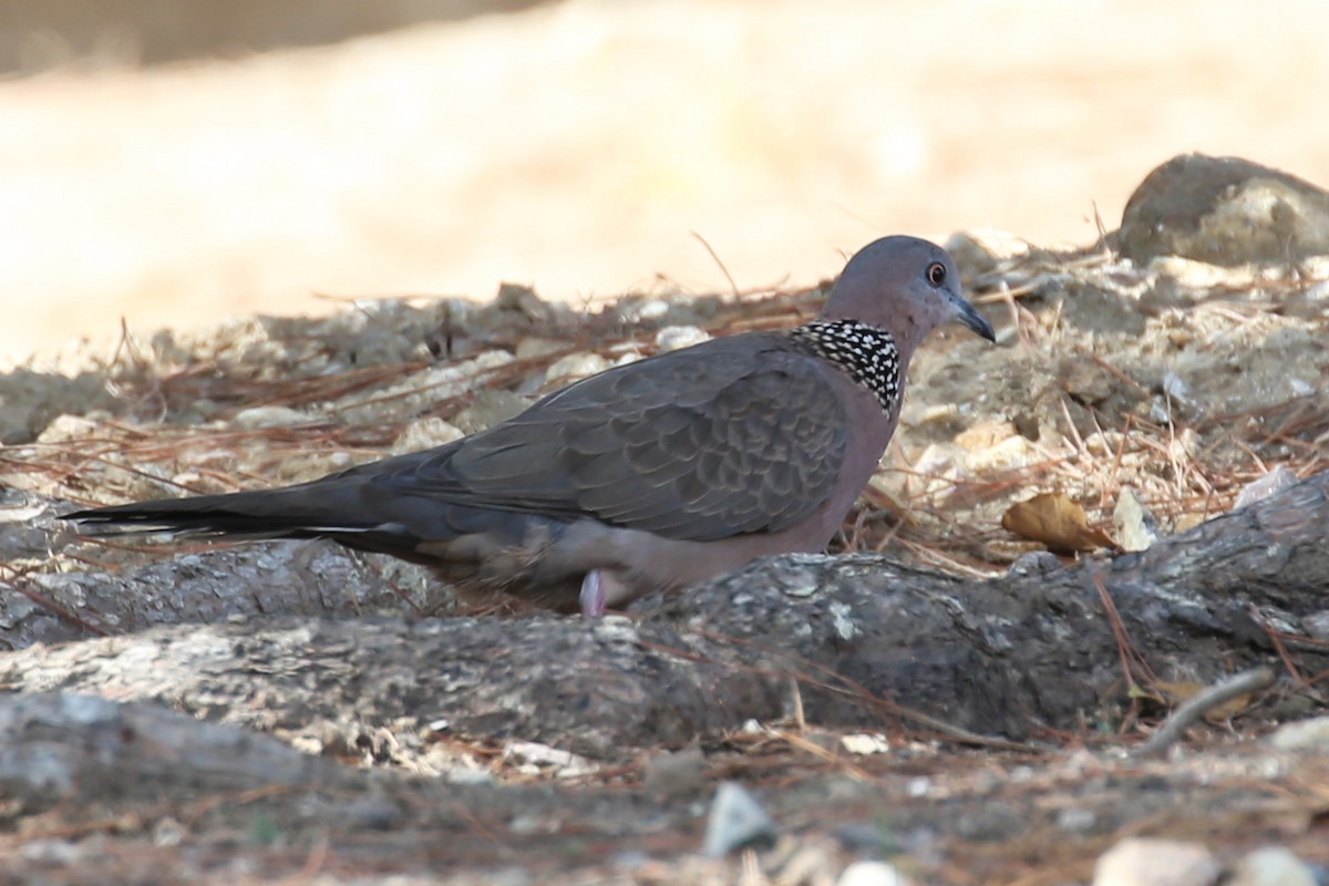 Spotted Dove - ML619465472