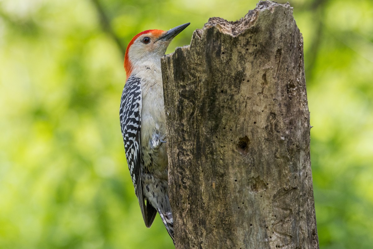 Red-bellied Woodpecker - ML619465483