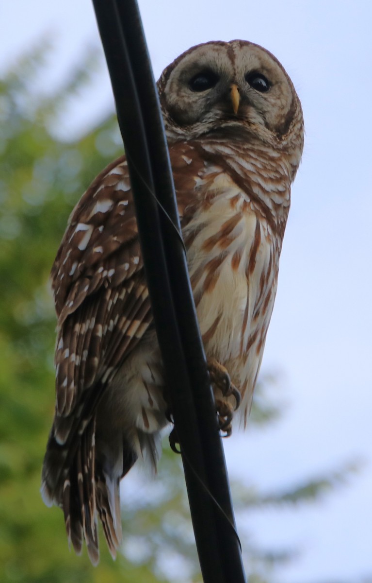 Barred Owl - ML619465486
