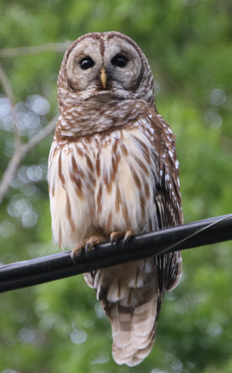 Barred Owl - ML619465487