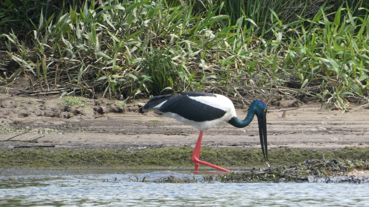 Black-necked Stork - ML619465505