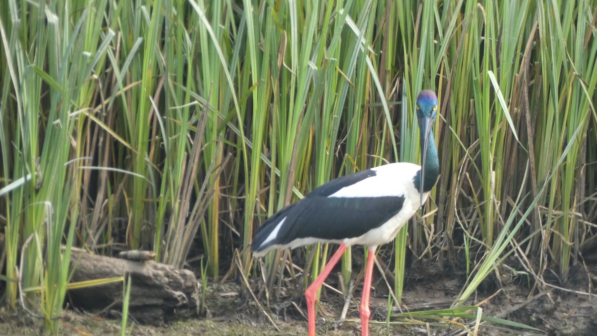 Black-necked Stork - ML619465506
