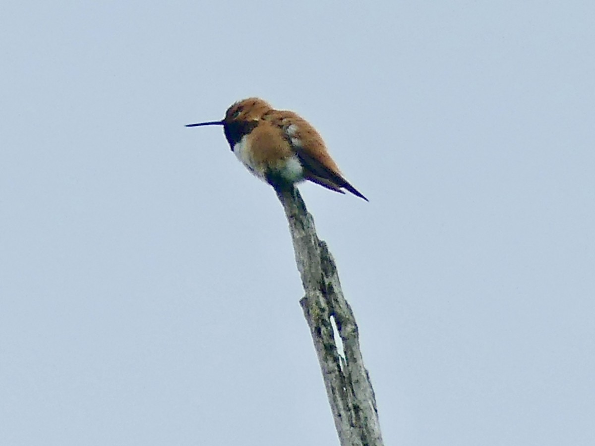 Rufous Hummingbird - ML619465508