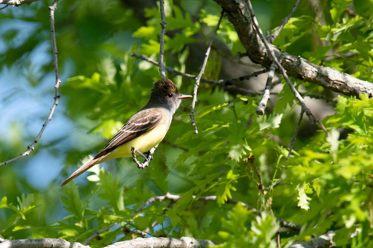 Great Crested Flycatcher - ML619465537