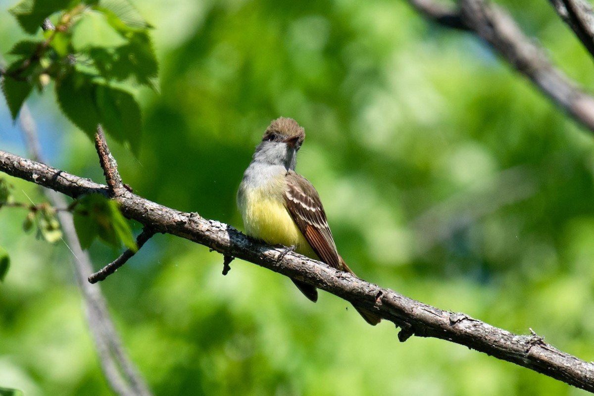 Great Crested Flycatcher - ML619465538