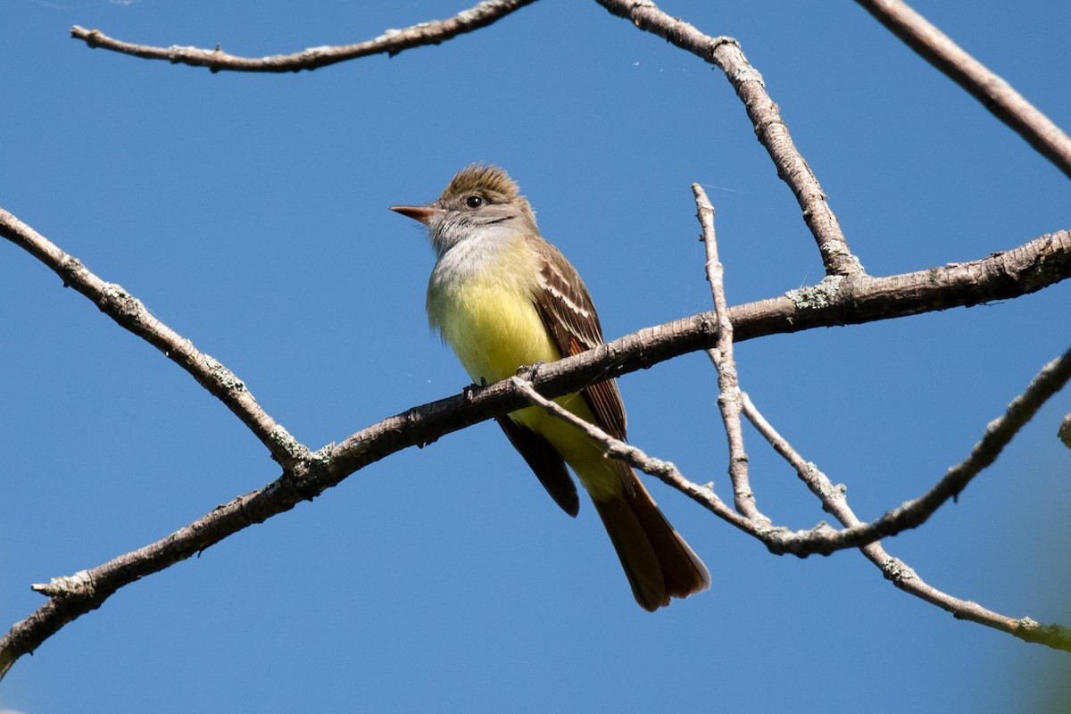 Great Crested Flycatcher - ML619465539