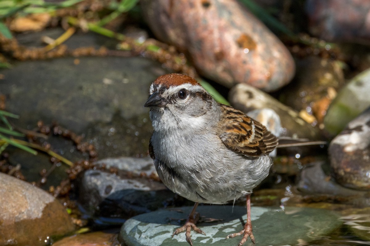 Chipping Sparrow - ML619465562