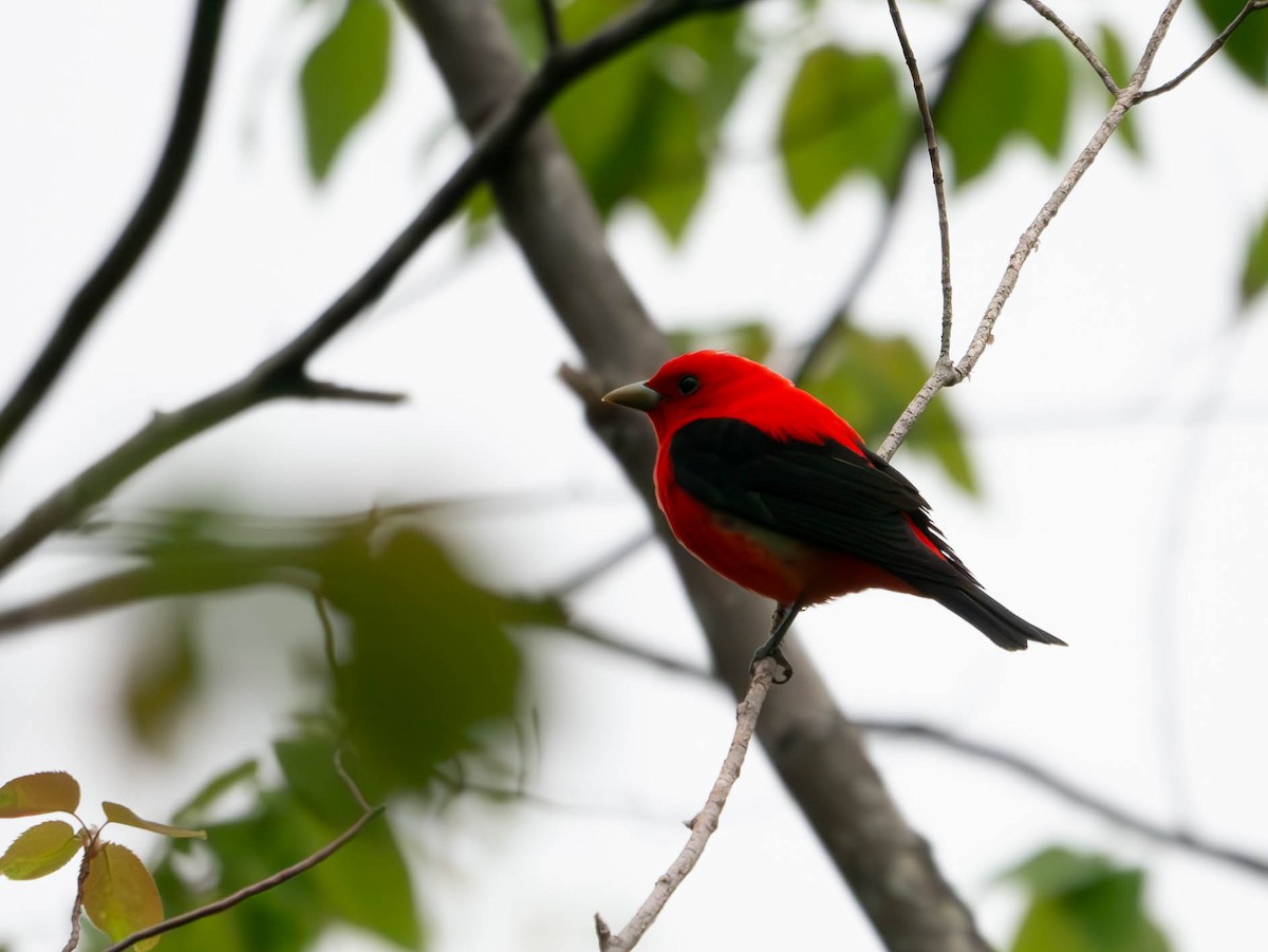 Scarlet Tanager - ML619465594