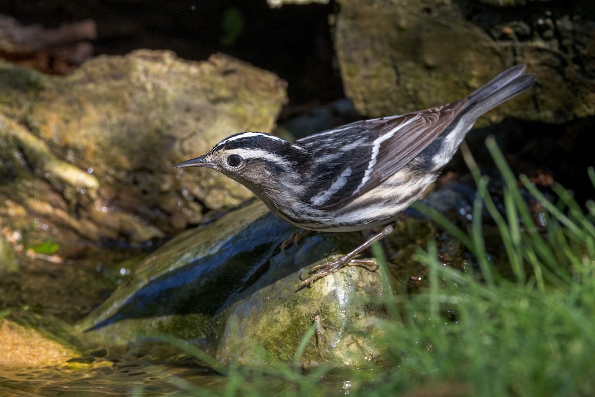 Black-and-white Warbler - ML619465599