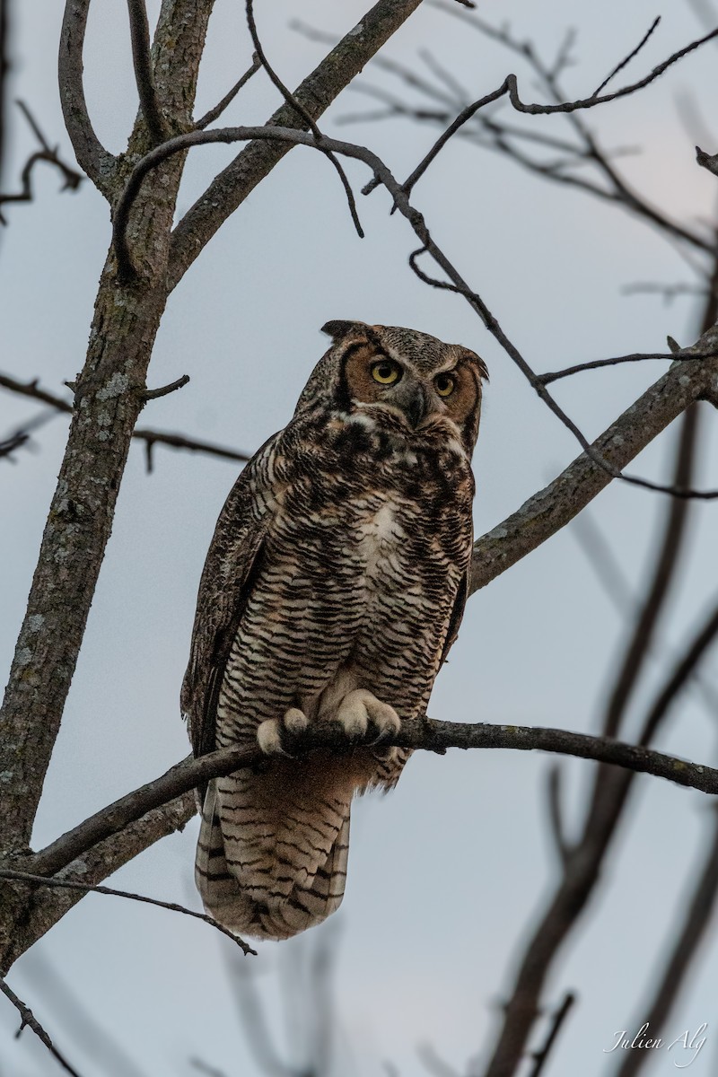 Great Horned Owl - ML619465658