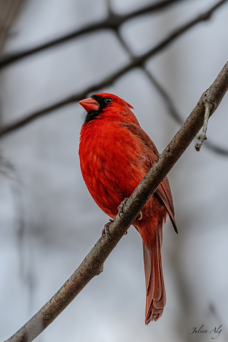 Cardinal rouge - ML619465660