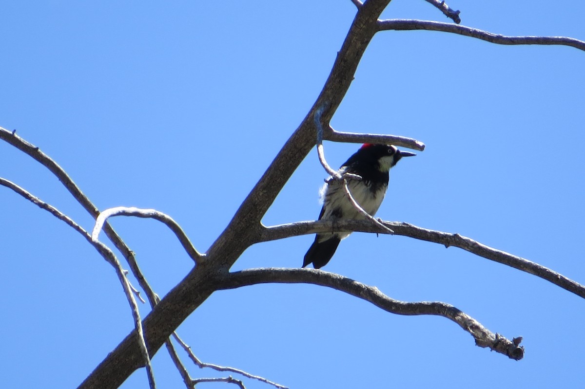 Acorn Woodpecker - ML619465664