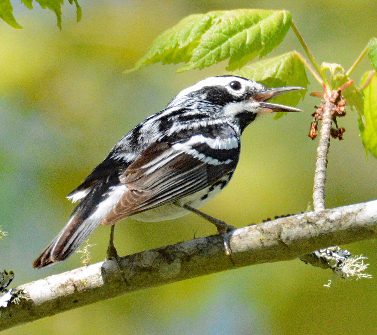 Black-and-white Warbler - ML619465689