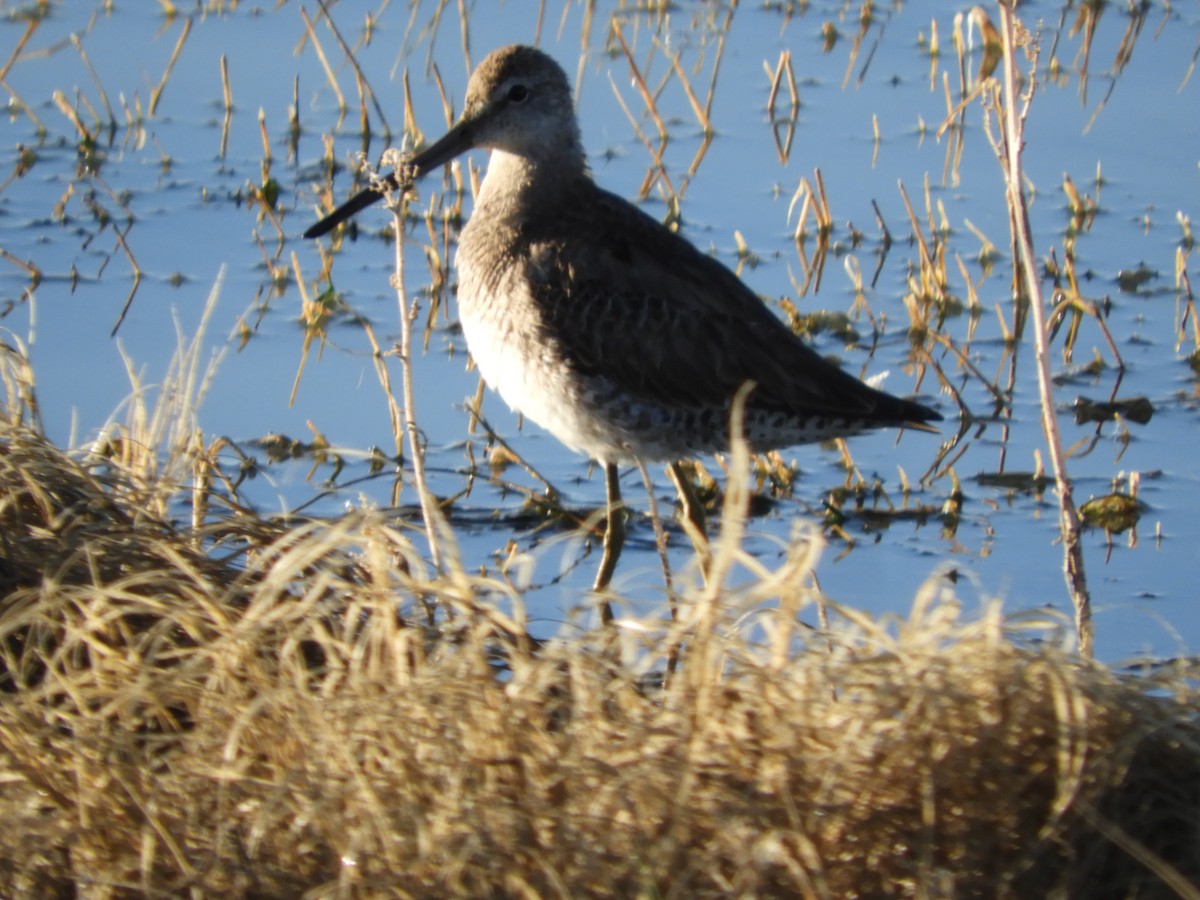 Long-billed Dowitcher - ML619465802