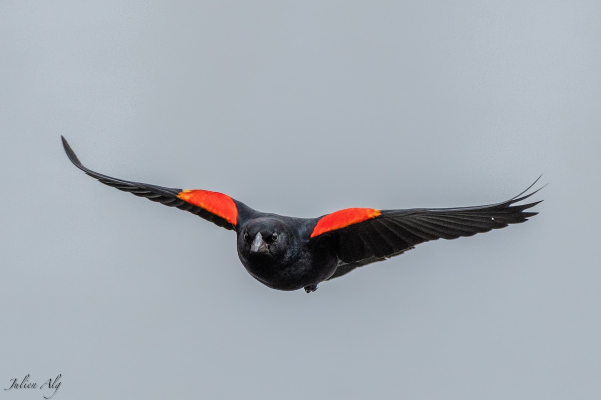 Red-winged Blackbird - ML619465821