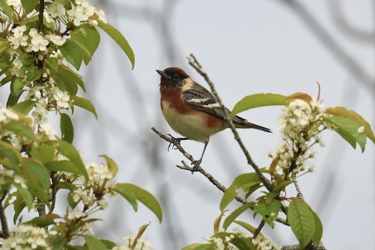 Bay-breasted Warbler - ML619465844