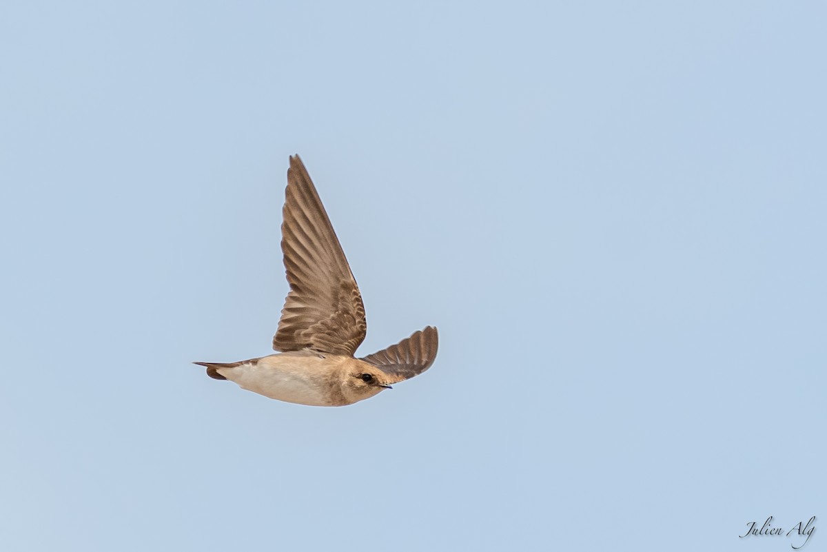 Northern Rough-winged Swallow - ML619465847