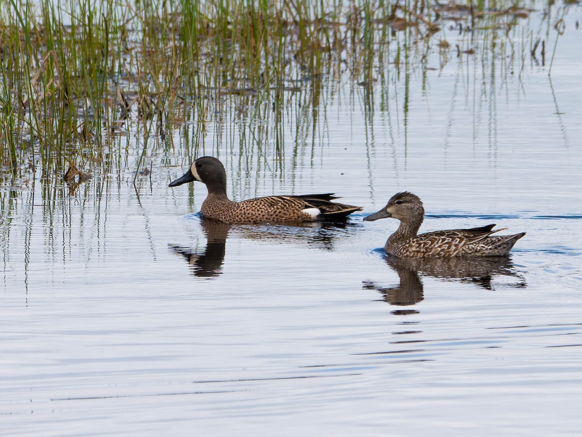Blue-winged Teal - ML619465851
