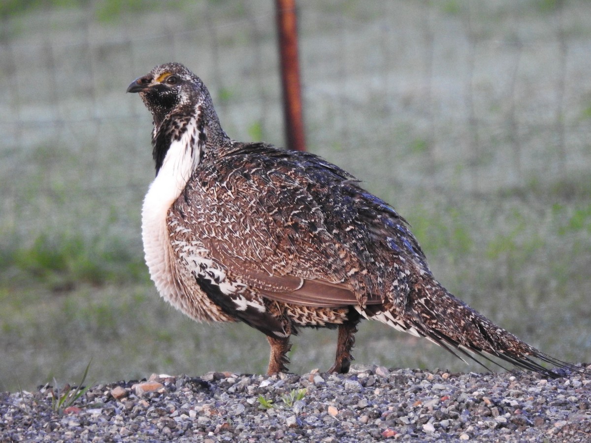 Greater Sage-Grouse - ML619465900