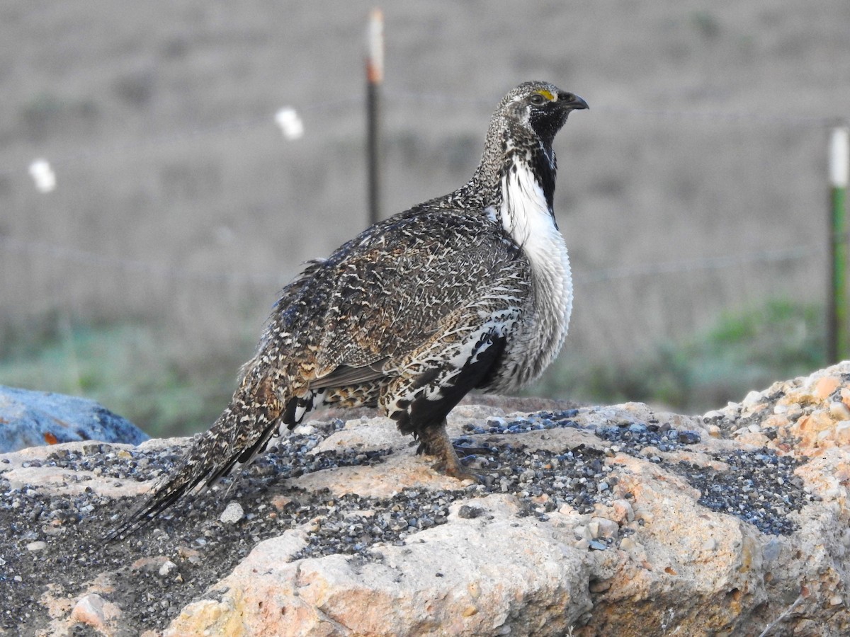 Greater Sage-Grouse - ML619465903
