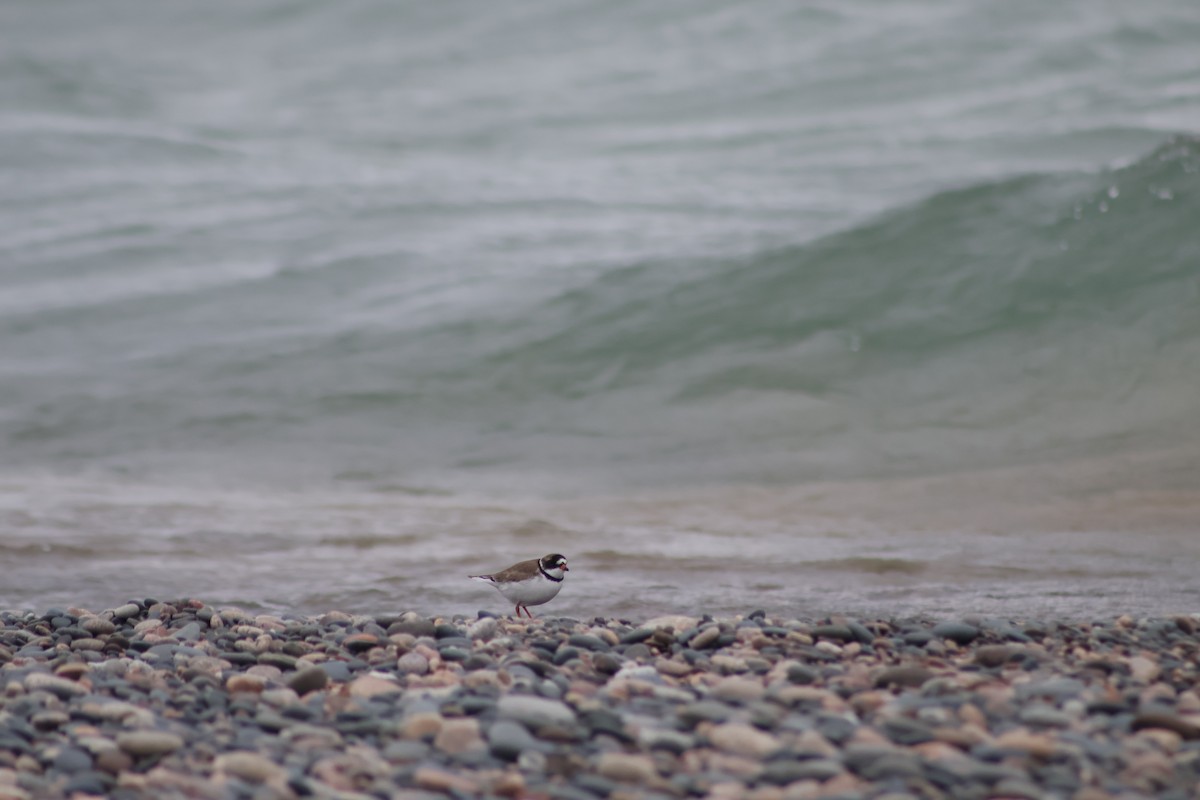Semipalmated Plover - ML619465904