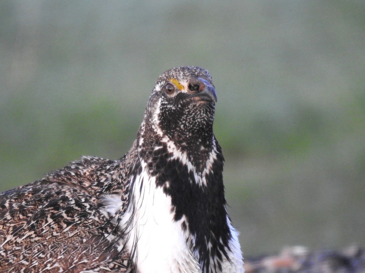 Greater Sage-Grouse - ML619465916