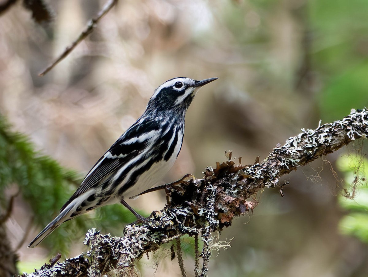 Black-and-white Warbler - ML619465917