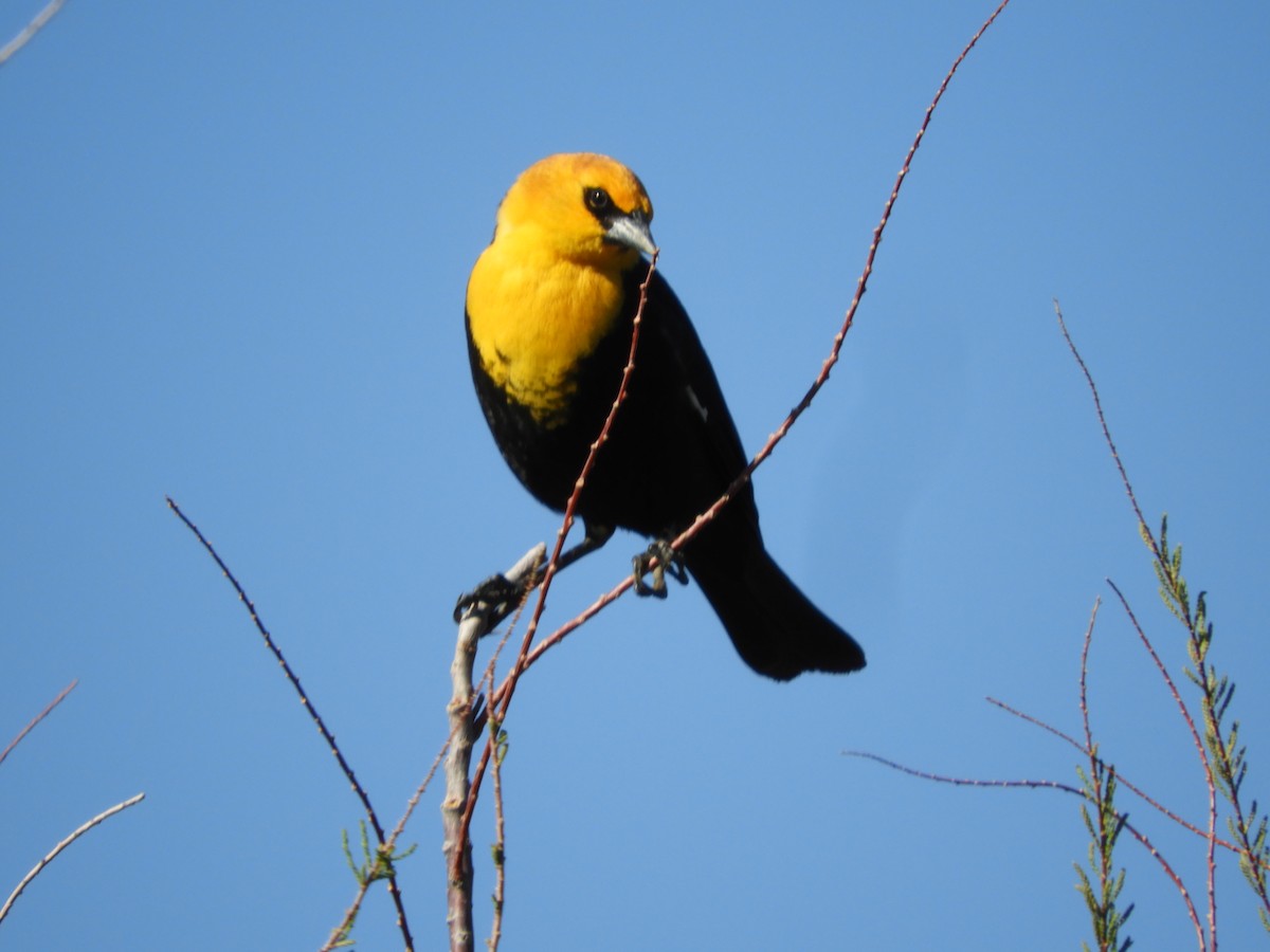 Yellow-headed Blackbird - ML619465918
