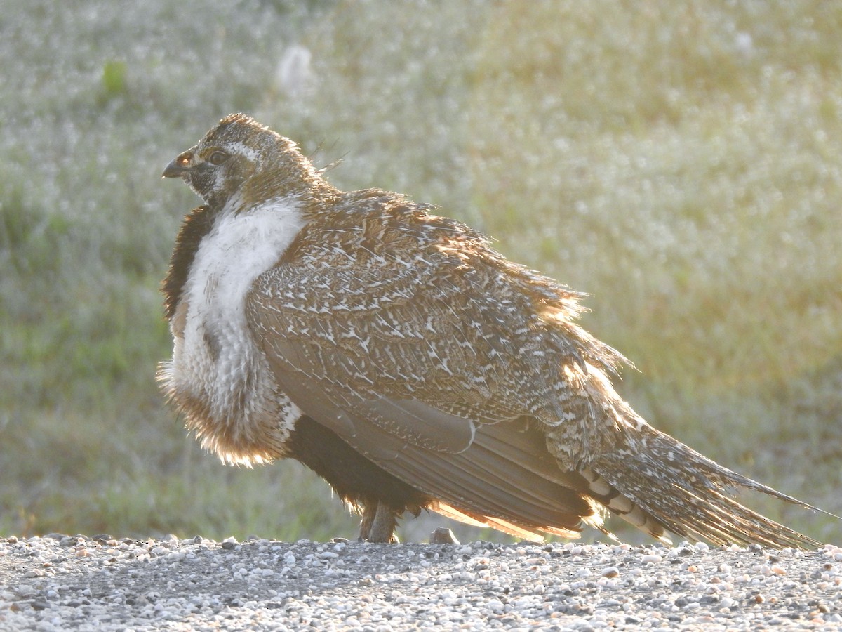 Greater Sage-Grouse - ML619465926