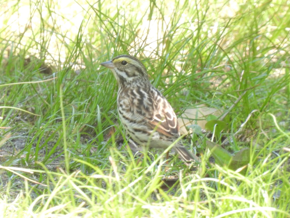 Savannah Sparrow - ML619465928