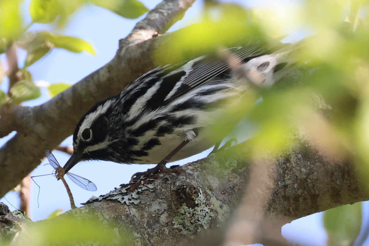 Black-and-white Warbler - ML619465942