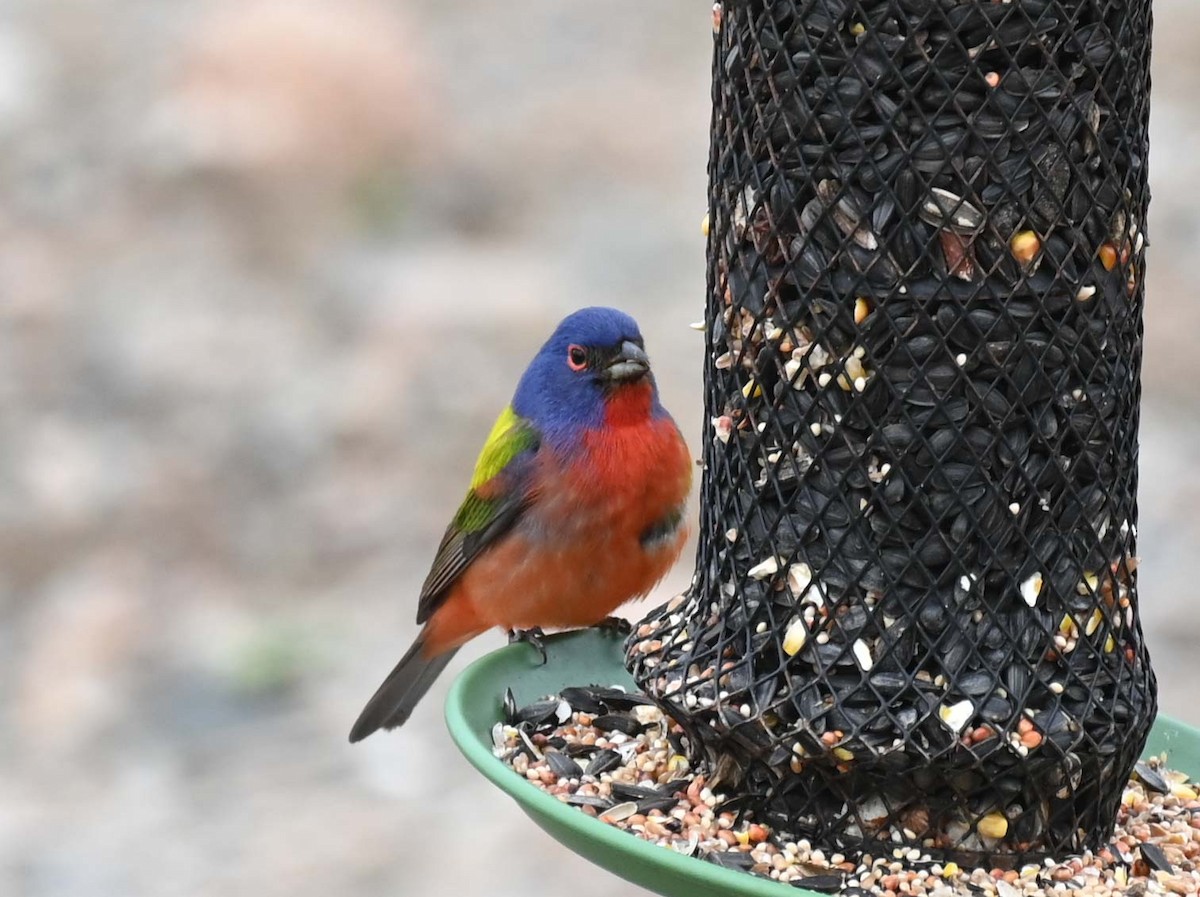 Painted Bunting - ML619465958