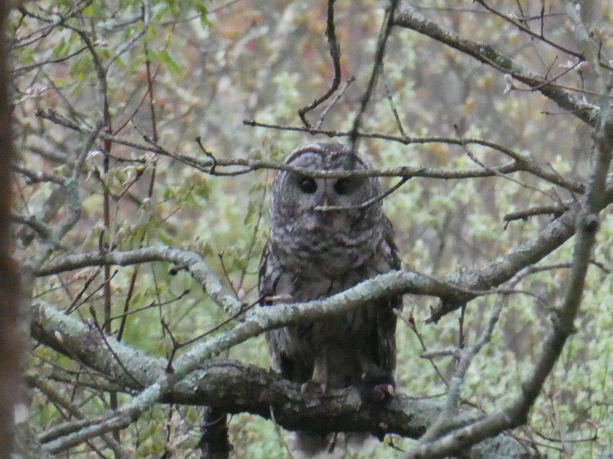 Barred Owl - ML619465964